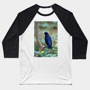 Satin Bowerbird Baseball T-Shirt